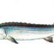 Гибриды осетровых рыб. фото