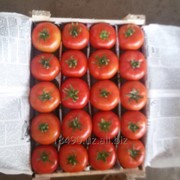 Помидоры, томаты свежие