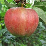 Саженцы яблонь Джонаголд Декоста фото