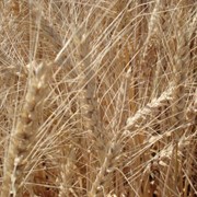 Озима м'яка пшениця Журавка одеська (еліта) фото