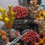 Коралловый риф керамический. фото