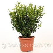 Самшит вечнозеленый -- Buxus sempervirens фотография