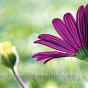 Картина стразами в 3Д Полевой цветок 40х50 см фото