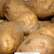 Обычный натуральный органический картофель