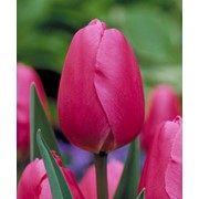 Тюльпаны голландских сортов фото