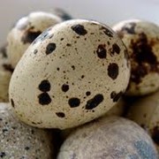 Яйца перепелиные пищевые фотография