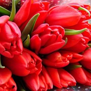 Тюльпаны к 14 февраля и 8 марта оптом фото
