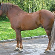 Лошадь русской тяжеловозной породы фото