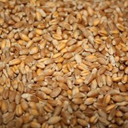 Продам пшеницу фуражную, feed wheat, grâu de nutreț фото