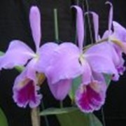 Орхидея Cattleya jenmanii