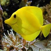 Рыба Желтая Зебрасома Zebrasoma flavescens фото