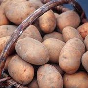 Картофель, оптовая продажа овощей и картофела производит наша компания ООО Фрукт Компани фото