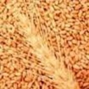 Озимая пшеница Романтика 1 репродукция фото