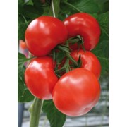 Семена томатов F1 Стожары фотография