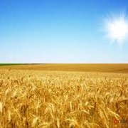 Купить пшеницу оптом Запорожье цена