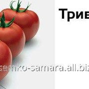 Семена томатов Тривет F1 фото