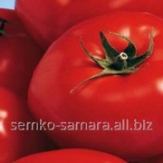Семена томатов Берберана F1