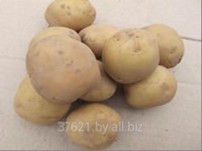 Сорт Картофеля Адретта Где Купить