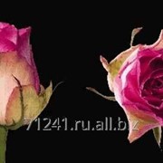 Срезанный цветок Роза Малибу фото