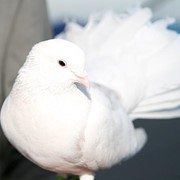 Запуск голубей фото