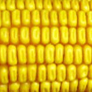 Гибрид кукурузы Любава 279 МВ фотография