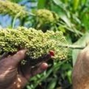 Семена суданки, Украина фото