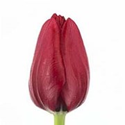 Срезанный цветок Тюльпан Ile de France фотография