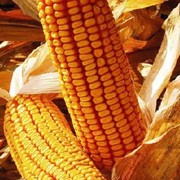 Семена кукурузы ДКС 4408 (DKC 4408) фотография