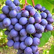 Саджанці винограду Агат Донський фото
