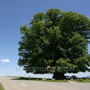 Дуб Quercus palustris Green Pillar 180 – 200 фотография