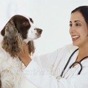 Скорая ветеринарная помощь 067-730-57-37