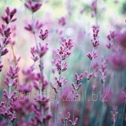 Фотопечать на стекле D3469 фото