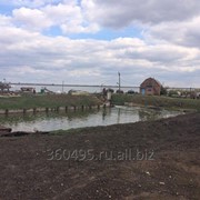 Толстолобик живой фото