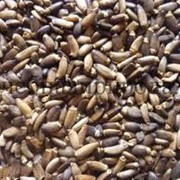 Семена расторопши (только розничная торговля) фото