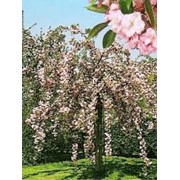 Сакура Prunus serr. Kiku-shidare-sakura Обхват ствола 6-8 фотография