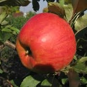 Яблоки Джонаголд недорого.Зимний сорт. фото