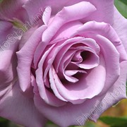 Саженцы роз, розы чайно-гибридные. фото