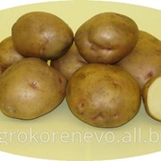Семенной картофель с. Жуковский ранний (суперэлита)