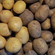 Картофель продовольственный 5+ от производителя. фотография