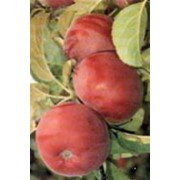 Яблоки лобо фотография