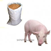 Комбикорм для свиней фото