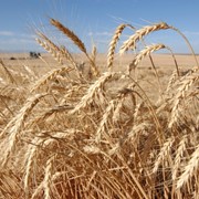Озима пшениця Ветеран Р 2 фото