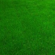 Рулонный газон в Херсоне фото