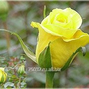 Роза goldstrike фото