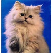 Коты персидские фотография
