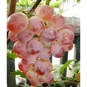 Саженцы винограда - ТЕХНИЧЕСКИЕ СОРТА фото