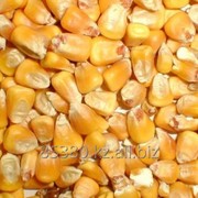 Кукуруза фуражная на Экспорт