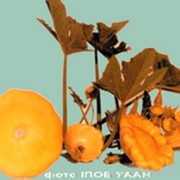 Семена патисона Оранжевый фото