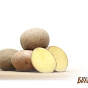 Картофель семенной Беллароза 1РС фото