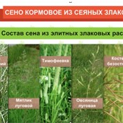 Сено кормовое посевное зеленое 1 класс сертифицированное фото